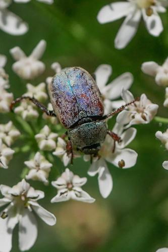 Réf. 325 323 : Hoplia argentea