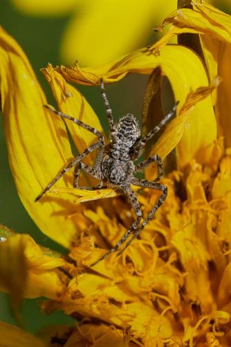 Philodromus sp.