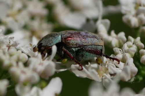 Réf. 325 324 : Hoplia argentea