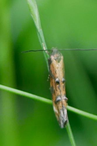 Mompha idaei