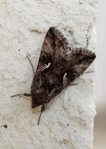 Autographa gamma
