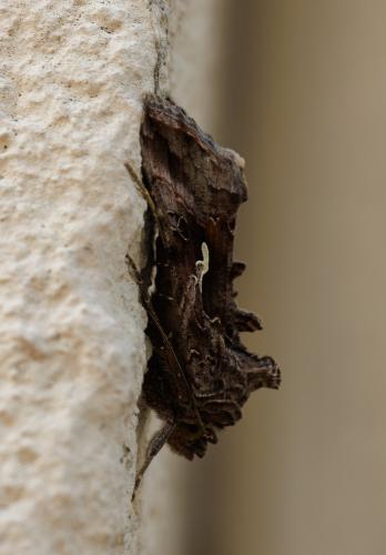 Réf. 325 567 : Autographa gamma