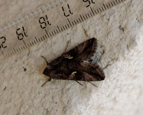 Autographa gamma