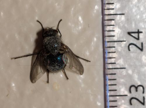 Réf. 325 586 : Calliphora vicina