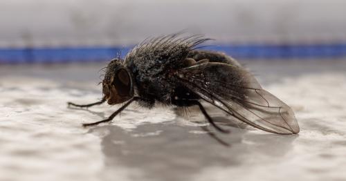 Réf. 325 587 : Calliphora vicina