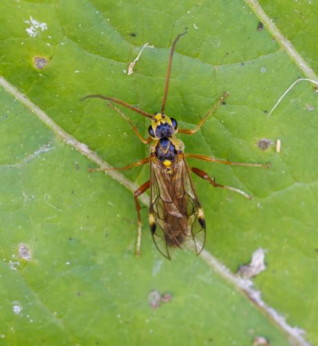 Réf. 325 908 : Tenthredopsis sp.