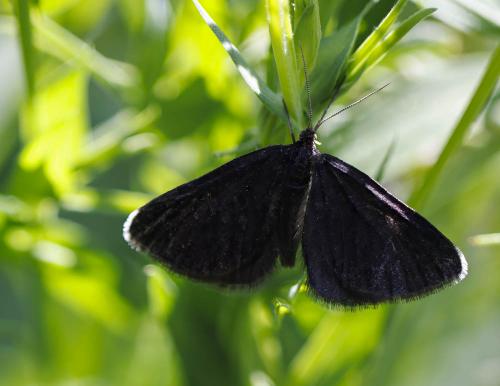 Réf. 325 910 : Odezia atrata