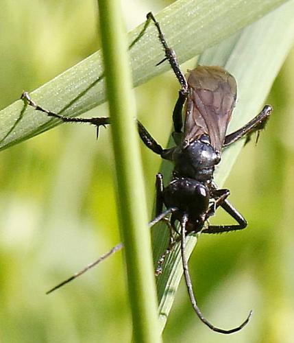 Priocnemis sp.