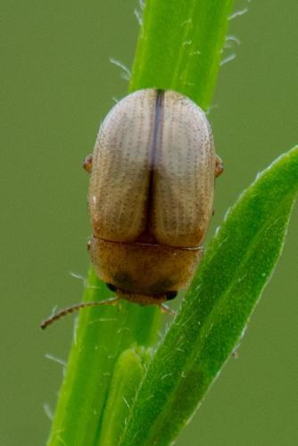 Gonioctena olivacea