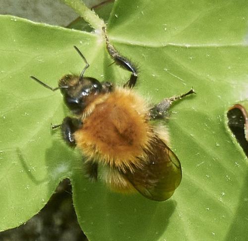 Réf. 325 436 : Bombus pascuorum