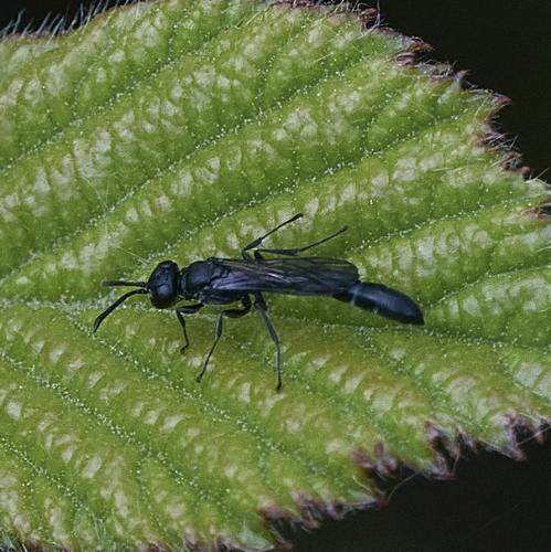 Trypoxylon sp.