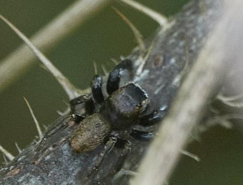Evarcha arcuata