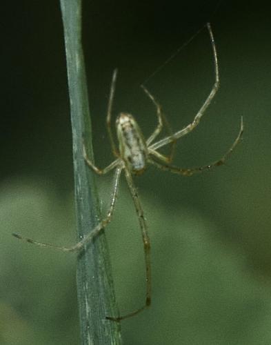 Tetragnatha sp.