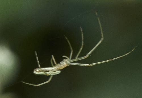 Réf. 325 810 : Tetragnatha sp.