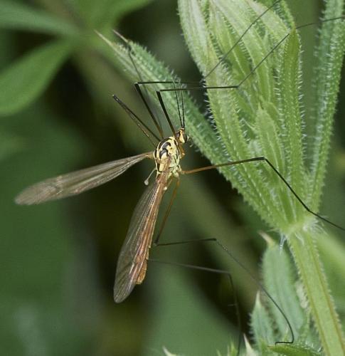 Nephrotoma flavescens