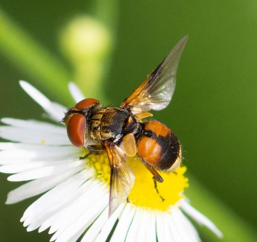 Réf. 325 277 : Ectophasia sp.