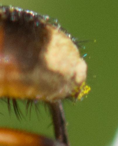 Réf. 325 279 : Ectophasia sp.