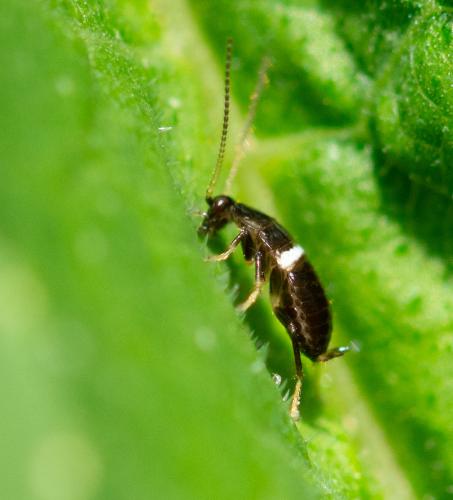 Réf. 325 284 : Planuncus vinzi