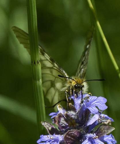Réf. 325 971 : Parnassius mnemosyne
