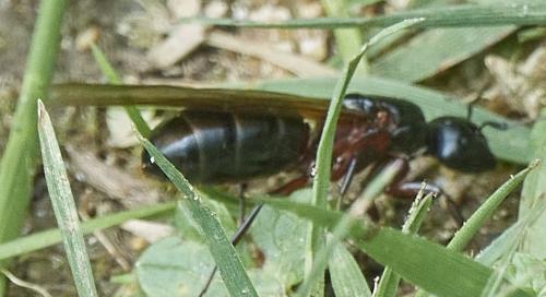 Réf. 325 977 : Camponotus herculeanus