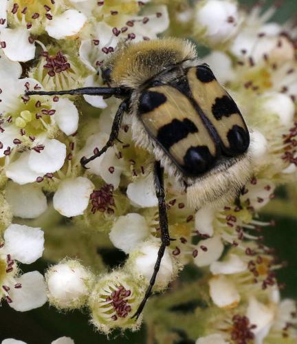 Réf. 325 109 : Trichius sp.