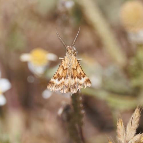 Synaphe sp.
