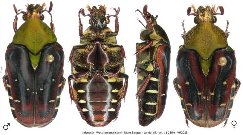 Eumacronota viridicollis