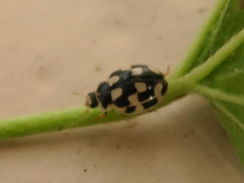 Propylea quatuordecimpunctata