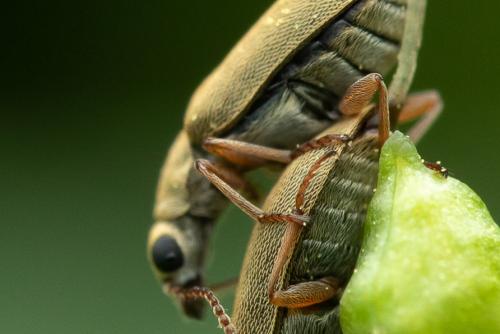 Danacea ambigua