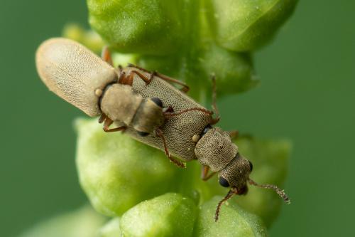 Danacea ambigua