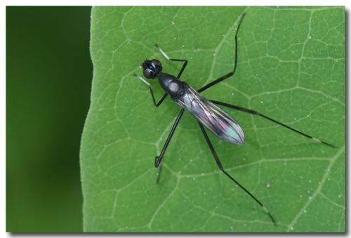 Rainieria calceata