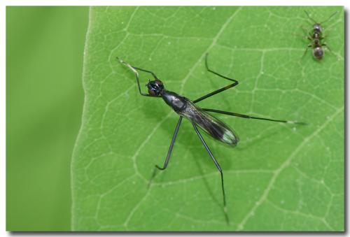 Rainieria calceata