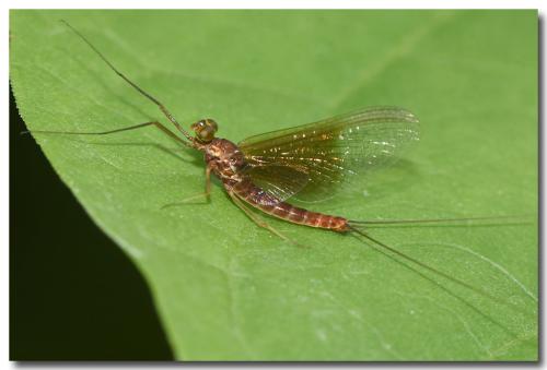 Réf. 325 678 : Rhithrogena picteti