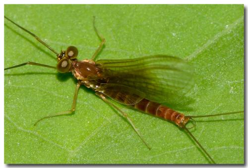 Rhithrogena picteti