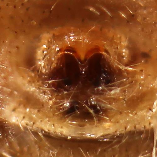 Xysticus kochi