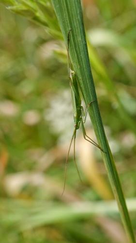 Réf. 325 545 : Megaloceroea recticornis