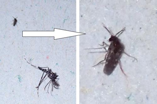 Réf. 325 663 : Culicoides sp.