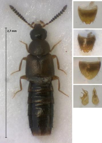 Atheta pervagata