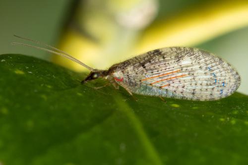 Réf. 325 290 : Hemerobius sp.