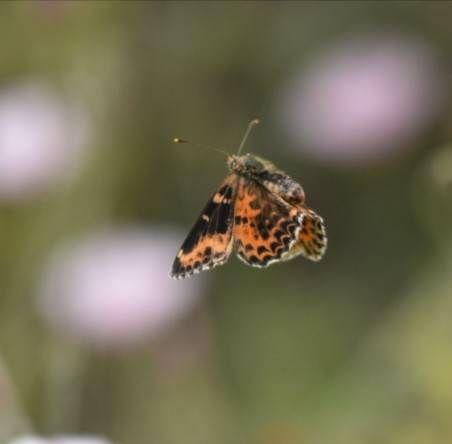Melitaea didyma