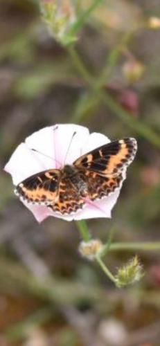 Melitaea didyma