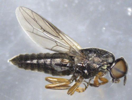 Réf. 325 788 : Scenopinus sp.