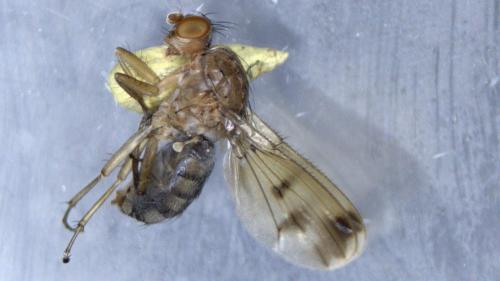 Réf. 325 100 : Suillia variegata