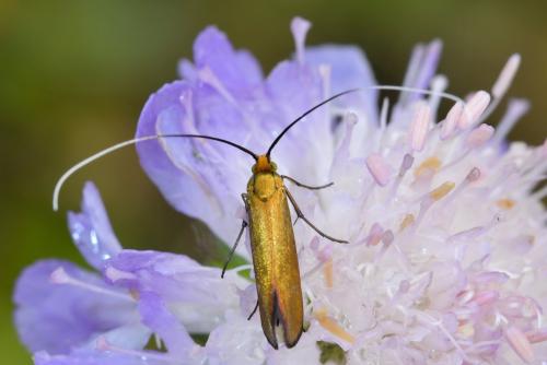 Nemophora metallica