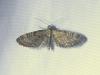 325003 – Photo : Moth-er – France (69)