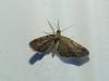 325008 – Photo : Moth-er pour Myriam Poncet – France (69)
