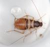 325161 – Photo : Arthropa - Benoit Martha – France (71)