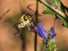 325814 – Photo : Danièle Tixier-Inrep – France (30)