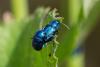 325980 – Photo : Yves Durivault – France (73)