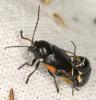 325285 – Photo : Orvane Patrick – France (02)